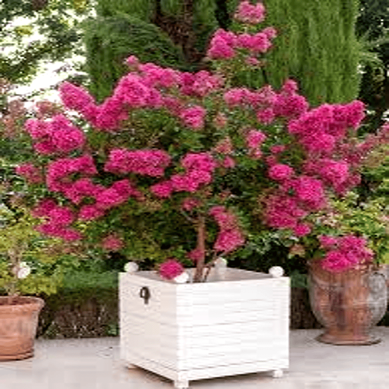 Vẻ đẹp dịu dàng của hoa tường vi rất phù hợp trồng trước nhà cho mệnh Thổ