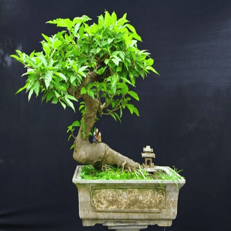 Mệnh Thổ có thể sử dụng cây sung cảnh để không ảnh hưởng đến năng lượng 