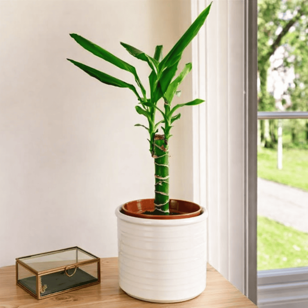 Mệnh Thổ nên trồng cây ở góc Tây Nam hoặc Đông Bắc hướng thuộc hành Thổ để tăng cường năng lượng bản mệnh