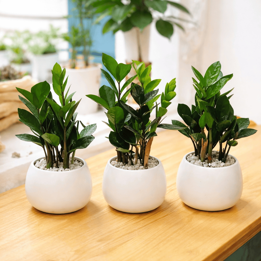 Cây kim tiền mang đến tài lộc và may mắn cho người mệnh Kim