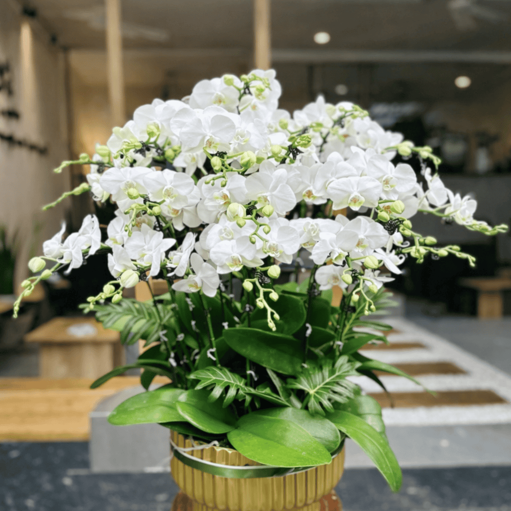 Màu trắng của Lan Hồ Điệp thuộc hành kim mang lại năng lượng của bản mệnh