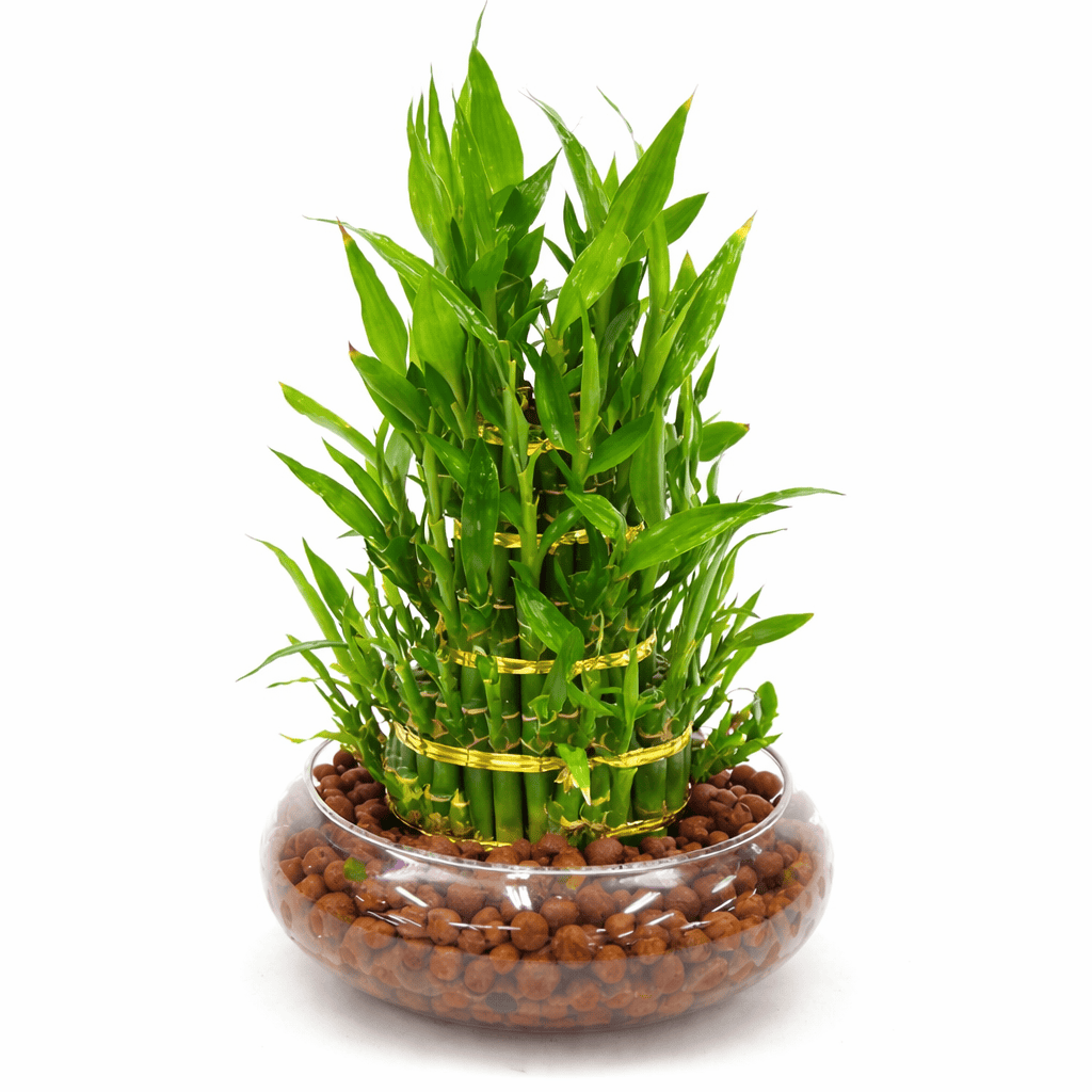Cây trúc phú quý nên đươc đặt trên bàn làm việc, giúp thu hút tài lộc hanh thông